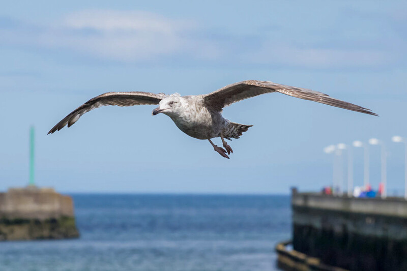 Seabird in flight with wings spread wide against blue sky and blurred harbor structures.