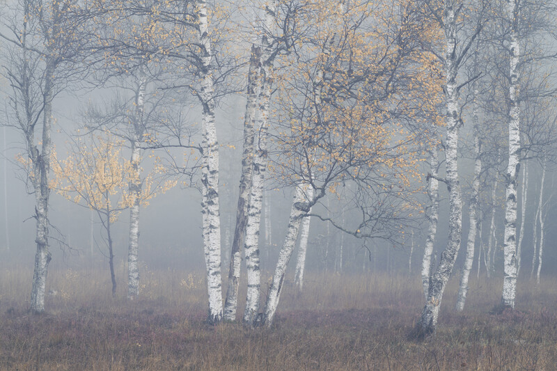 Birch trees with golden foliage emerging from heavy mist in a sparse forest clearing.