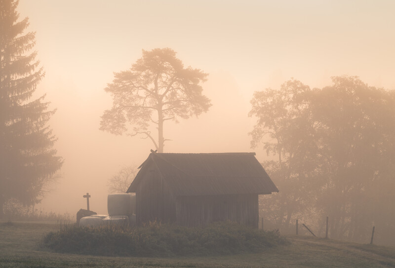 Silhouetted chapel and lone tree emerge from dense morning fog in a misty forest landscape.