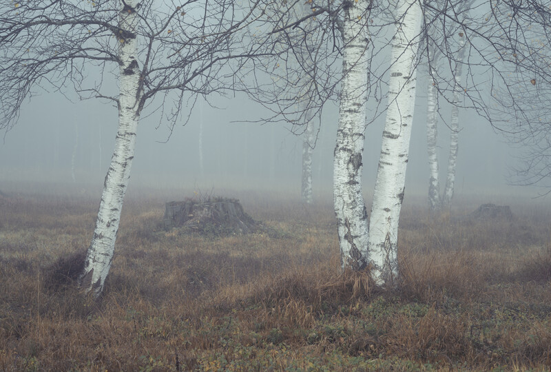 Two white-barked birch trees in the foreground with bare branches, overlooking a misty valley landscape.