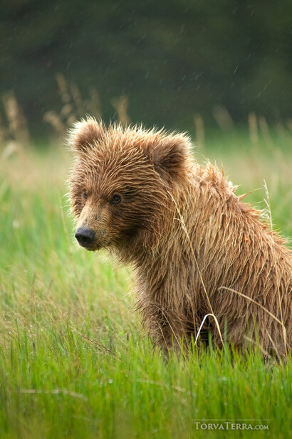 Brown bear cub standing in grass, looking toward the camera with a slightly alert expression.