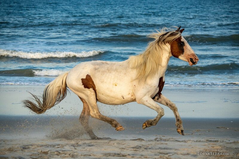 Cream and brown horse galloping through shallow ocean water on sandy beach.