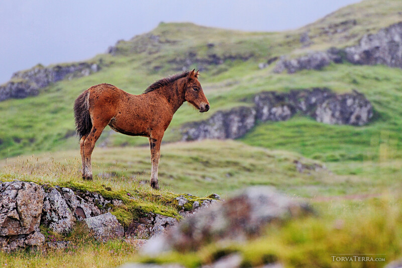 Brown horse standing on moss-covered rocky outcrop in mountainous green landscape.