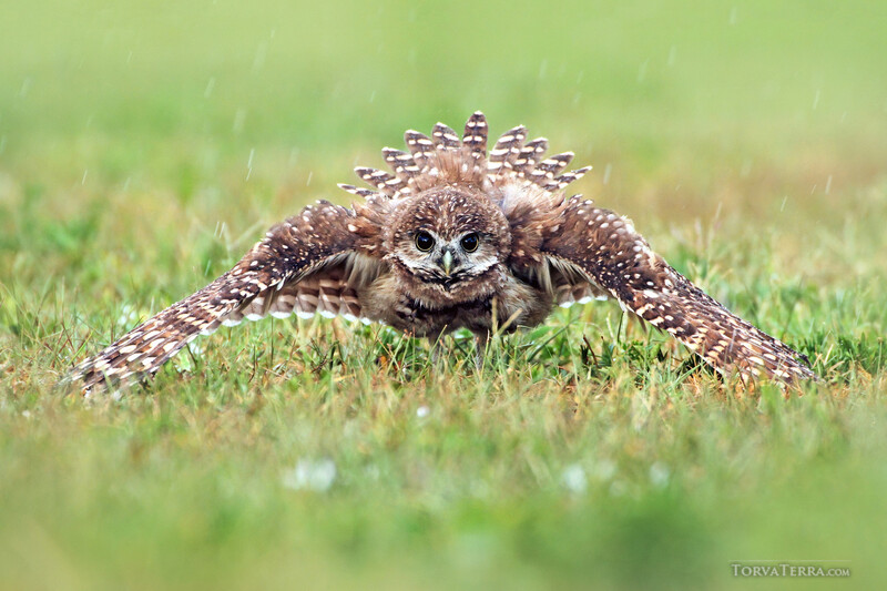 Burrowing owl on ground with wings spread wide, displaying spotted plumage and intense forward-facing stare.