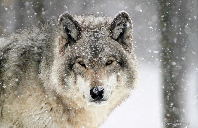 Wolf face close-up covered in snow during heavy snowfall.