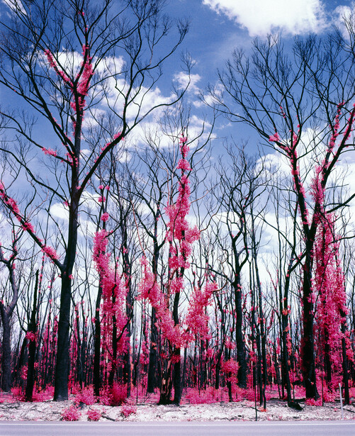 Bare trees in a forest landscape with vibrant magenta and pink infrared coloring against a blue sky.