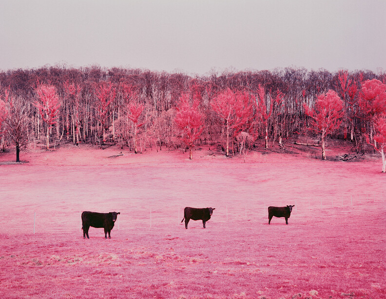 Three black cattle grazing in a surreal pink-toned landscape with bare trees in the background.