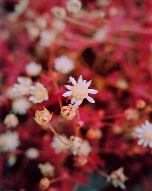 White and pink flowers with shallow depth of field against a blurred magenta background.