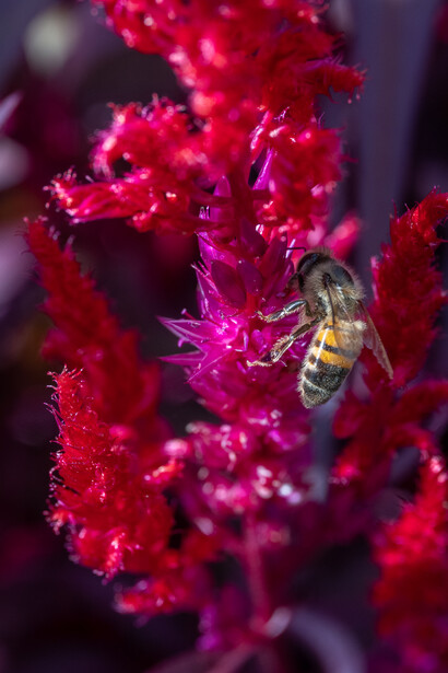 Bee collecting pollen from vibrant magenta flowers in close-up macro photography.