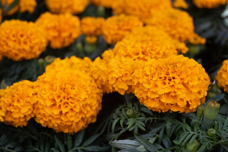 Bright orange marigold flowers with densely layered petals and feathery green foliage.