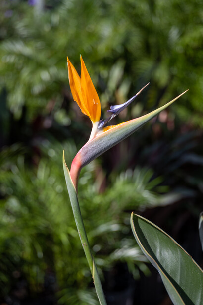 Bird of paradise flower with orange and blue petals and long green bracts against blurred foliage.
