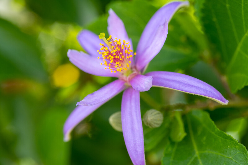 Purple flower with six petals and prominent yellow stamens against soft green foliage.