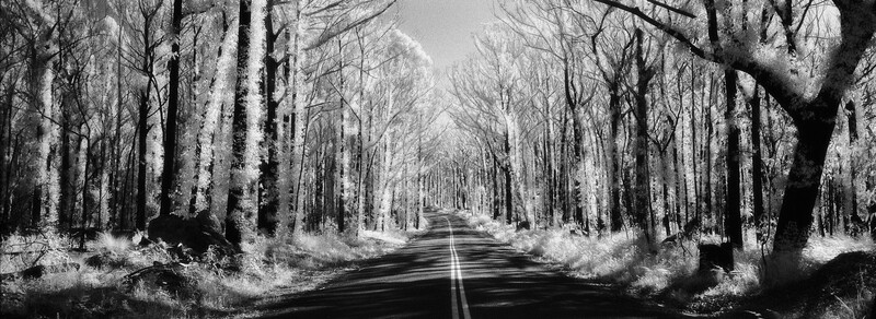 Straight road lined with bare birch trees receding into the distance in black and white.