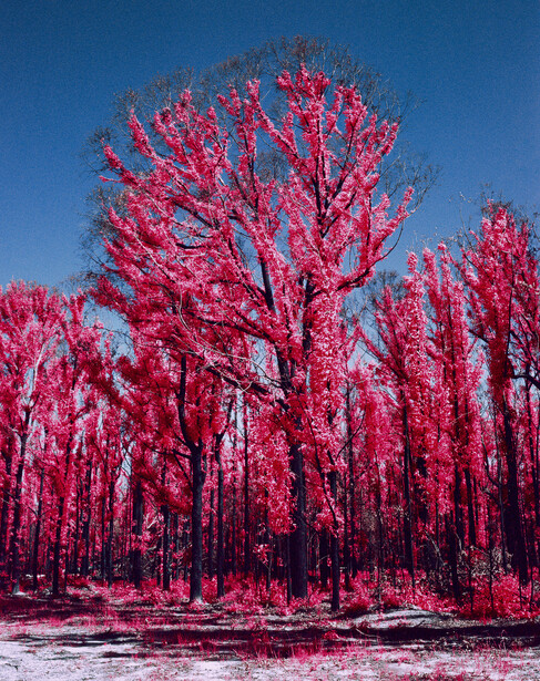 Dense forest of tall trees with vibrant pink foliage against clear blue sky.