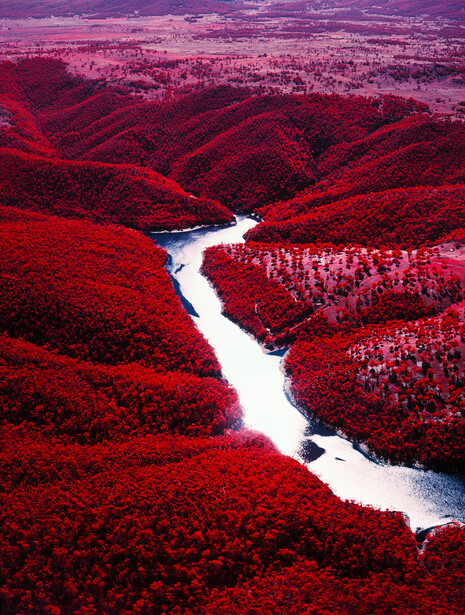 Aerial view of a meandering river winding through dense red-tinted forest landscape.