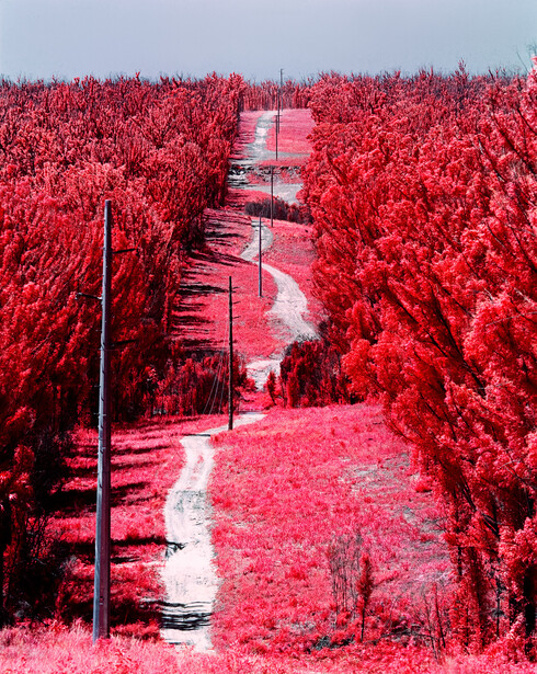 Infrared photograph of a vineyard with rows of grapevines rendered in vivid magenta and pink tones.