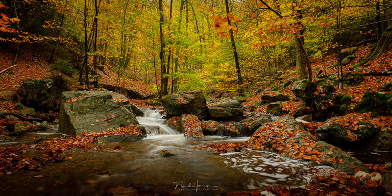 Forest stream flowing through moss-covered rocks surrounded by autumn foliage and trees.