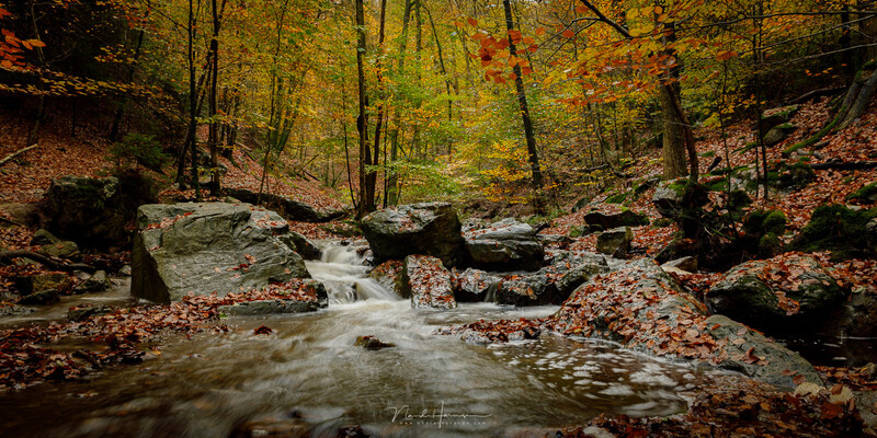 Forest stream flowing through autumn woodland with moss-covered rocks and fallen leaves.