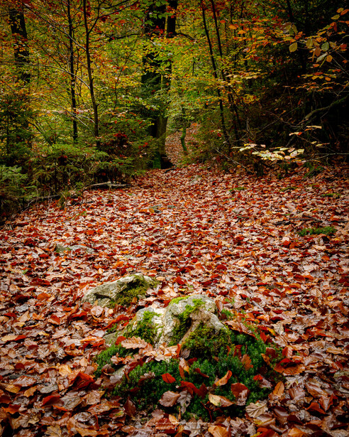 Moss-covered rock surrounded by fallen autumn leaves on a forest floor.