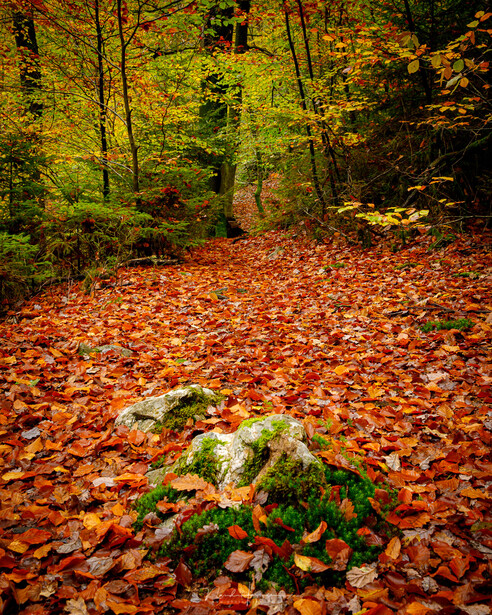 Forest floor carpeted with fallen autumn leaves, with moss-covered rocks and trees in soft, diffused light.