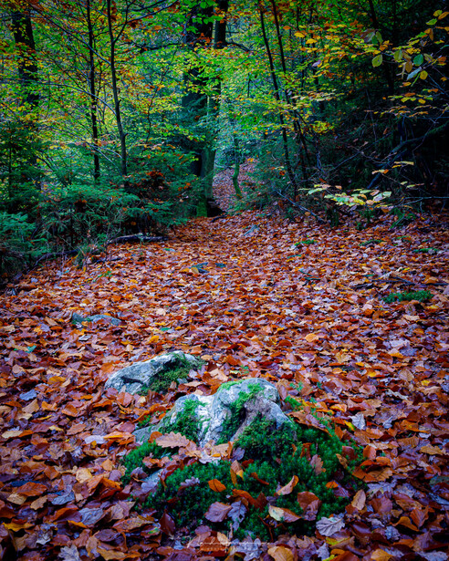 Moss-covered rock surrounded by fallen autumn leaves on a forest floor.