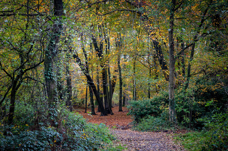 Forest path lined with tall trees in autumn, with golden canopy and brown leaf-covered ground.