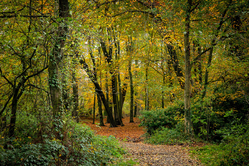 Forest path lined with tall trees displaying autumn foliage in golden and green tones.