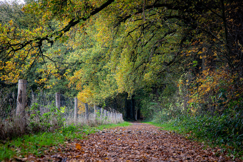 Tree-lined forest path covered in fallen leaves with overhanging branches creating a natural tunnel effect.