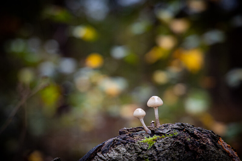 Two small pale mushrooms growing on moss-covered dark wood with blurred yellow flowers in background.