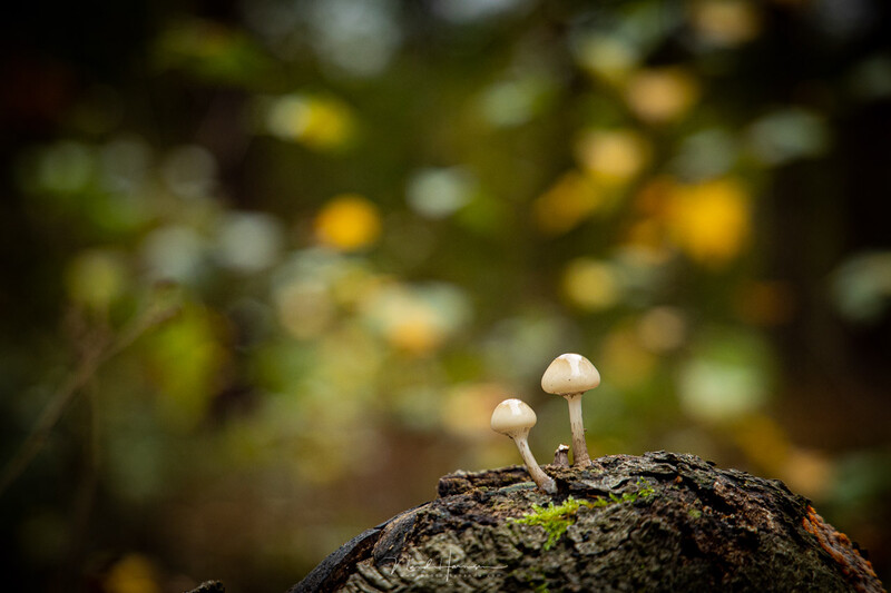 Two delicate mushrooms sprouting from moss-covered bark with soft-focused foliage in the background.