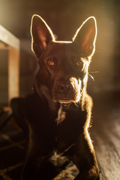 Brown dog with pointed ears backlit by warm golden light, looking directly at camera.