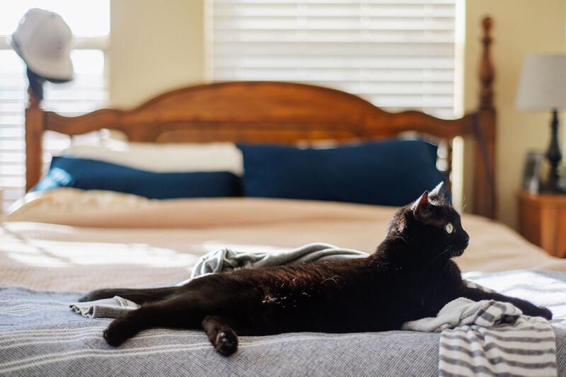 Black cat stretching on a bed with a wooden headboard and navy pillows.