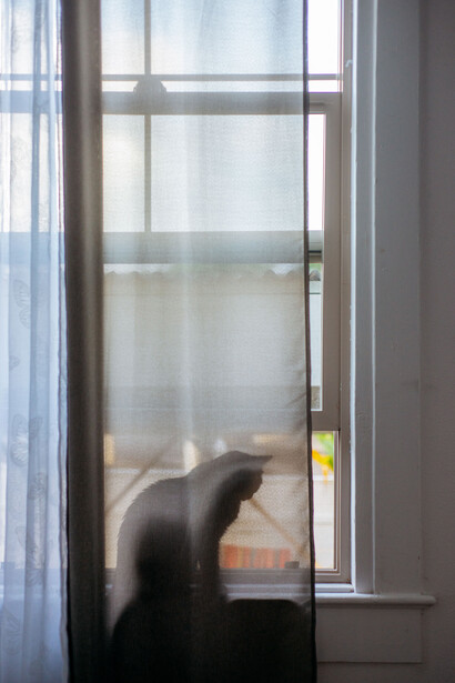 Cat silhouetted against a bright window with translucent curtains and gridded panes.