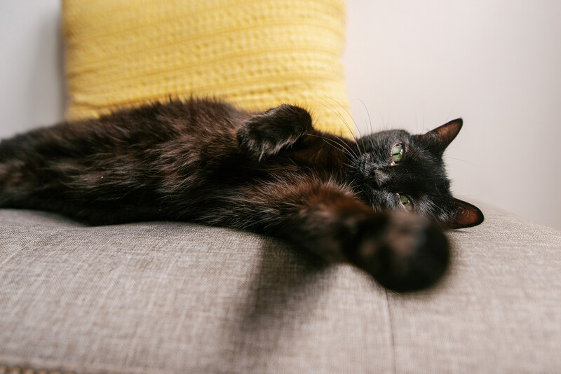 Black cat lounging on gray upholstered furniture with yellow cushion behind.