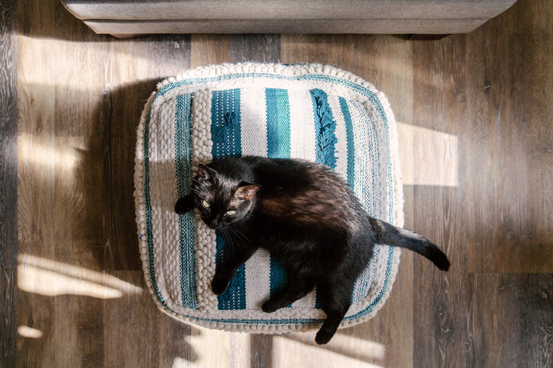 Black cat lying on a striped blue and white cushion on wooden flooring, shot from directly above.