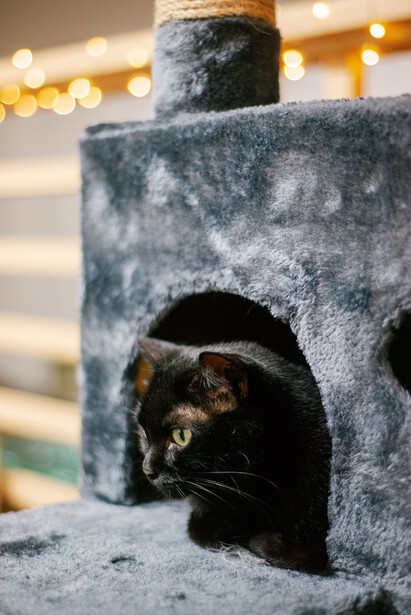 Black cat peering out from inside a gray fabric cat cave with warm bokeh lights in background.