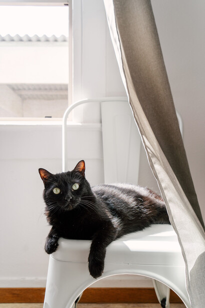 Black cat lounging on a white chair with bright natural window light in background.