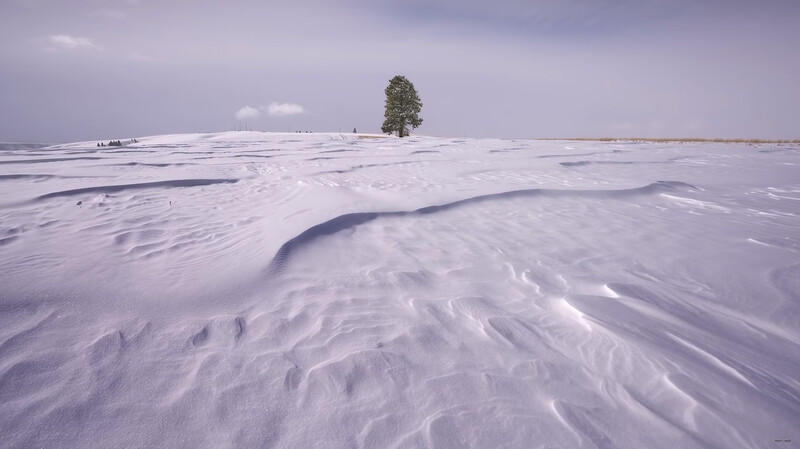 Solitary tree standing in a snow-covered landscape with rippled patterns in the snow.