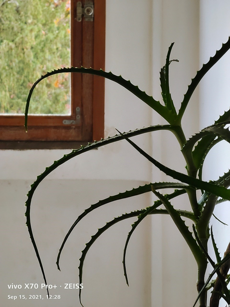 Sparse plant stem with thin curved branches backlit by a window, casting delicate shadows on white wall.
