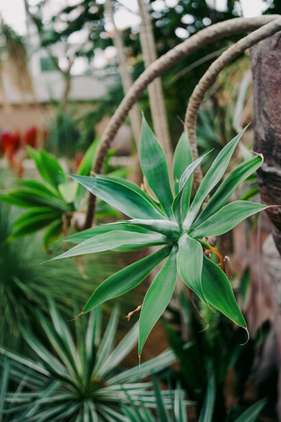 Delicate palm fronds with slender green leaves radiating from central stems, photographed in natural outdoor light.