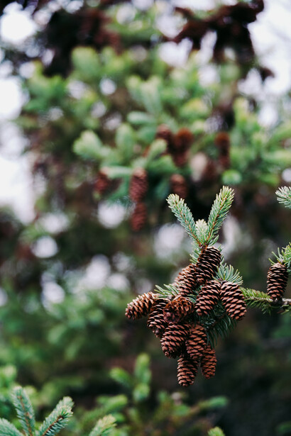 Evergreen tree branch with brown cones in sharp focus, blurred foliage background.