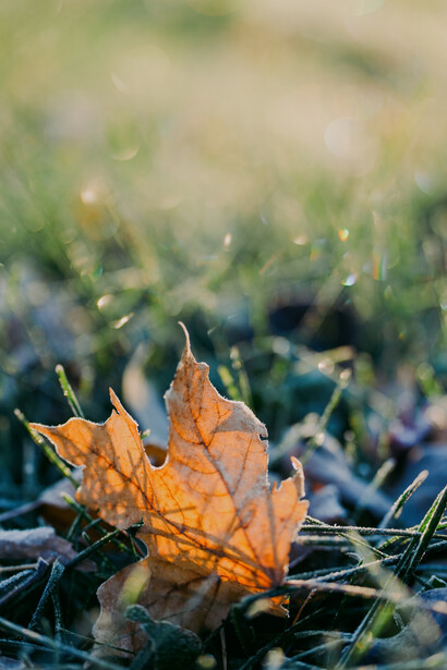 Frost-covered brown maple leaf resting on grass with bokeh background.