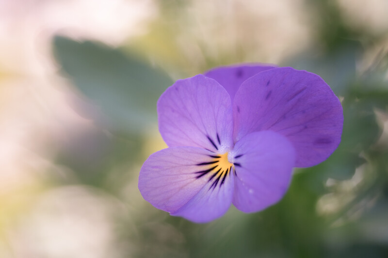 Purple pansy flower with dark veining and yellow center in soft natural light.