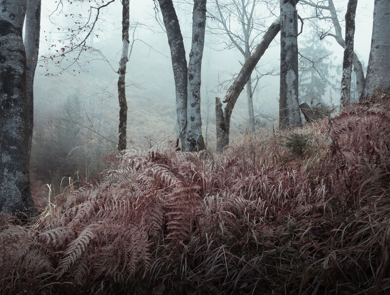 Misty forest with bare birch trees and rust-colored ferns in foreground.