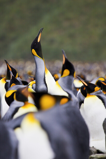A group of king penguins with heads raised, displaying black and white plumage and distinctive yellow markings.