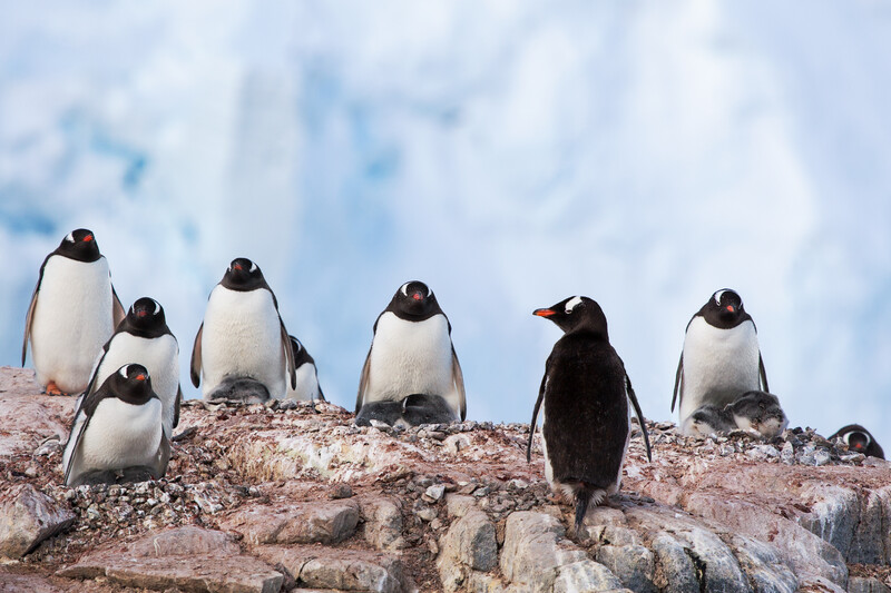 Group of penguins standing on rocky shore with one darker-feathered individual among lighter-colored birds.