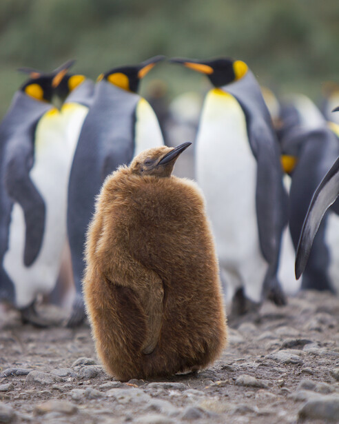 Brown penguin chick standing alone in foreground with blurred adult king penguins in background.