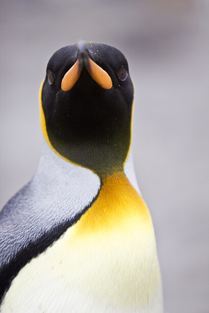 Close-up portrait of an Emperor penguin's head and upper body against a soft gray background.