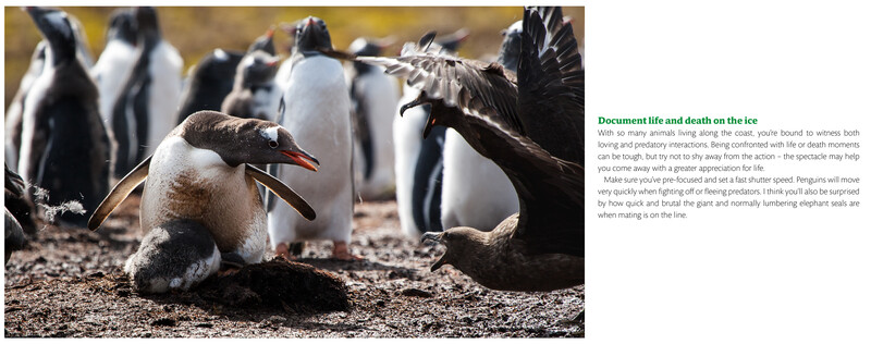 Penguin chick in foreground with adult penguins blurred in background on rocky ground.