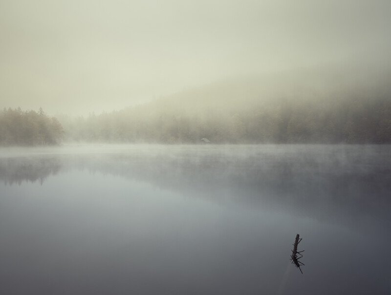 A lone bird skims across a still, misty lake surrounded by fog-shrouded evergreen forest.